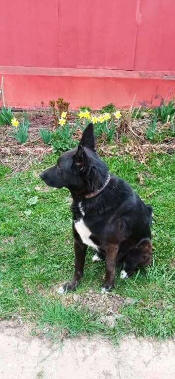 Собаки в Нижнем Новгороде: Пропала Собака .  Вознаграждение 5000   Мальчик, 5 000 руб. - фото 2