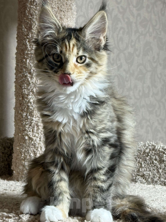 Кошки в Новосибирске: Шикарная черепашка породы Мейкун Девочка, Бесплатно - фото 2