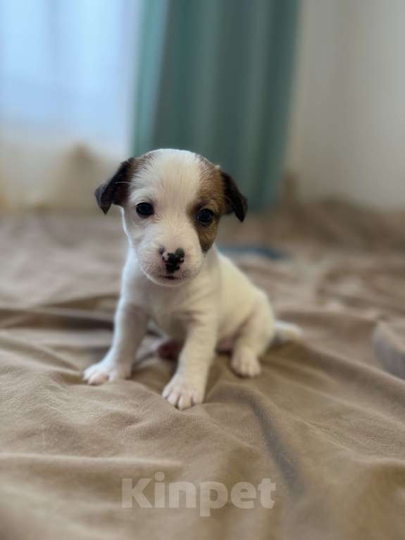 Собаки в Москве: Щенок Джек Рассел терьер от титулованных родителей  Девочка, 35 000 руб. - фото 5