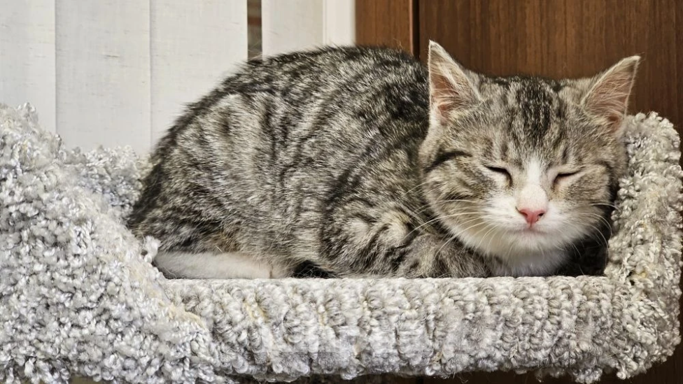 Кошки в Москве: Малышка Венди ищет дом Девочка, Бесплатно - фото 5