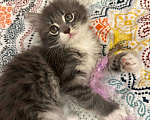 Кошки в Москве: Сибирский котёнок мальчик  Мальчик, Бесплатно - фото 2
