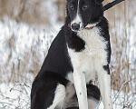 Собаки в Москве: Кнопочка, длинноногий щенок из приюта Девочка, Бесплатно - фото 1