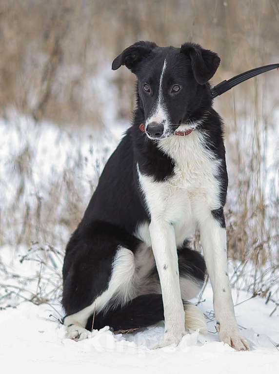 Собаки в Москве: Кнопочка, длинноногий щенок из приюта Девочка, Бесплатно - фото 1