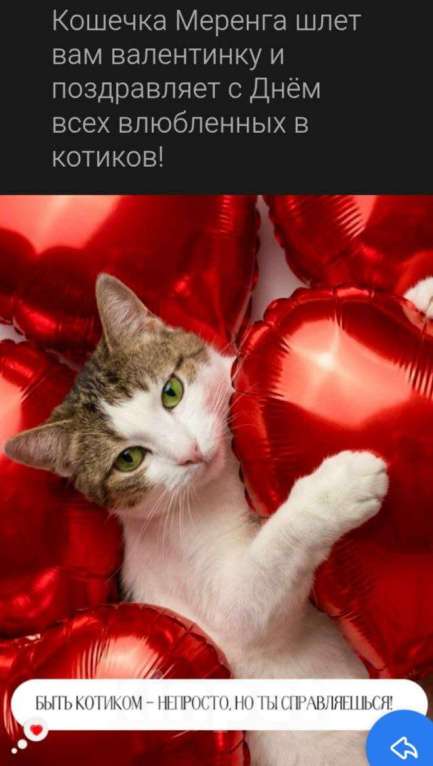 Кошки в Москве: Кошечка Меренга ищет любящую семью! Девочка, Бесплатно - фото 3