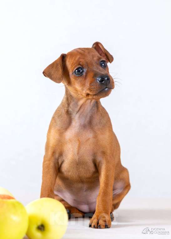 Собаки в Архангельске: Щенок цвергпинчера Девочка, 50 000 руб. - фото 3