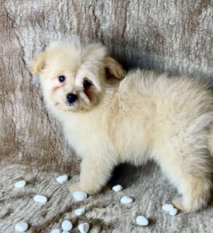 Собаки в Москве: Помапу девочка кремовая  Девочка, 35 000 руб. - фото 1