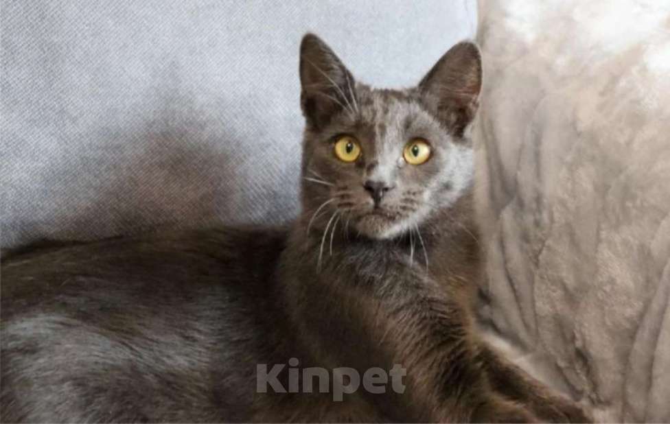 Кошки в Воронеже: Карат драгоценен для хозяина Мальчик, 100 руб. - фото 4