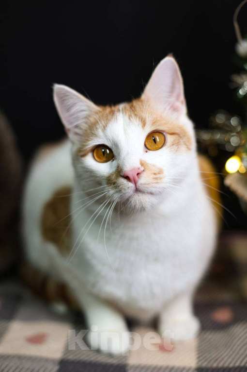 Кошки в Москве: Рыжулькин - это 5 кг счастья в одном комочке.  Мальчик, Бесплатно - фото 1