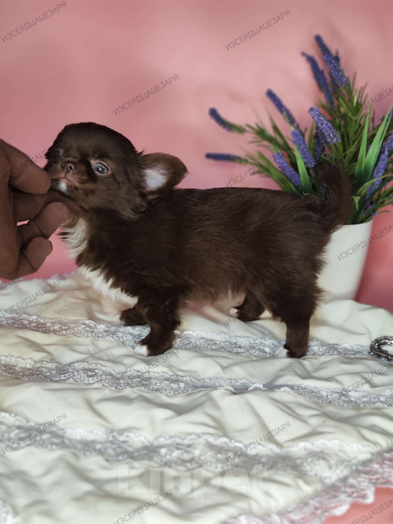 Собаки в Москве: Шоколадный мальчик Мальчик, 40 000 руб. - фото 7