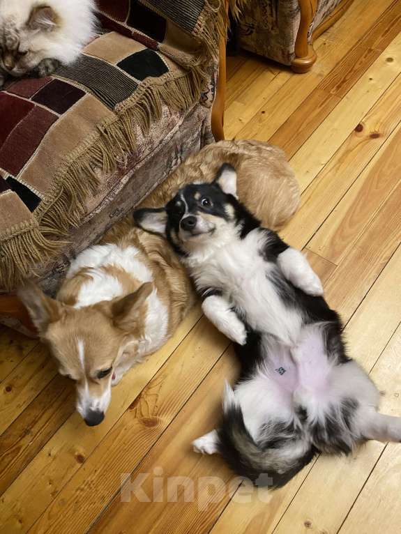 Собаки в других городах Московской области: Щенок корги Мальчик, 60 000 руб. - фото 6