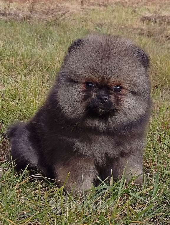 Собаки в Воронеже: Шпиц мишка Мальчик, 60 000 руб. - фото 6