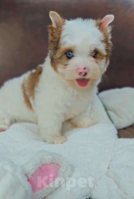 Собаки в Москве: Мальчик цветного Йорка Мальчик, 50 000 руб. - фото 2