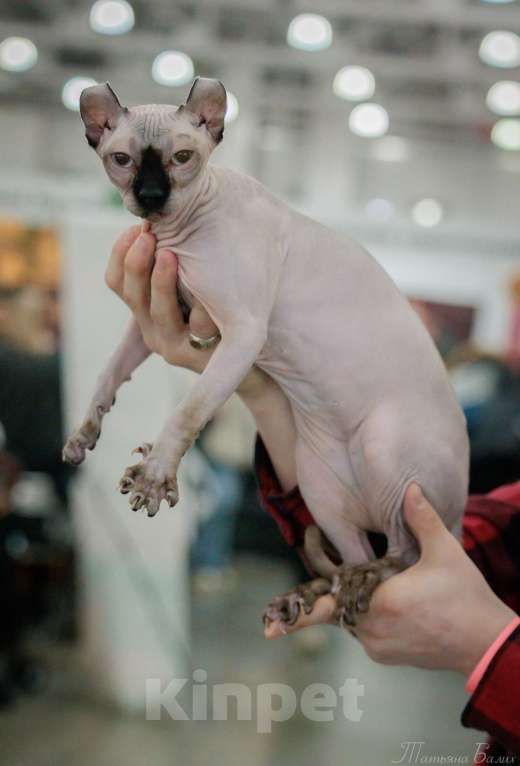 Кошки в Москве: Ищем кота породы Эльф для вязки Девочка, Бесплатно - фото 2