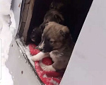 Собаки в Серпухове: Метисы кавказкой овчарки щенки Мальчик, 1 руб. - фото 1