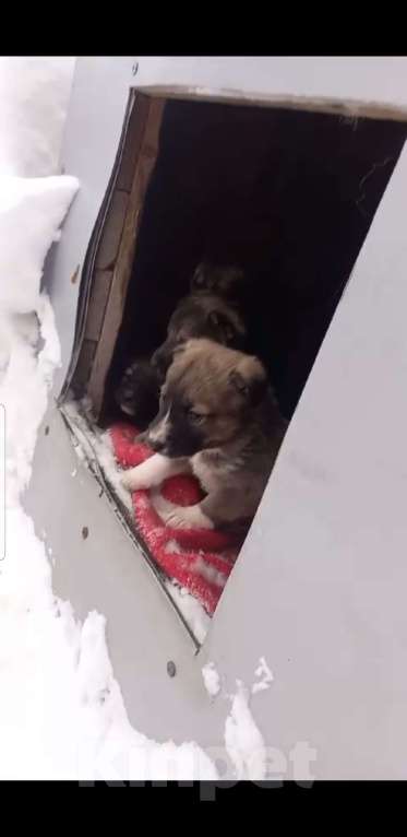 Собаки в Серпухове: Метисы кавказкой овчарки щенки Мальчик, 1 руб. - фото 1