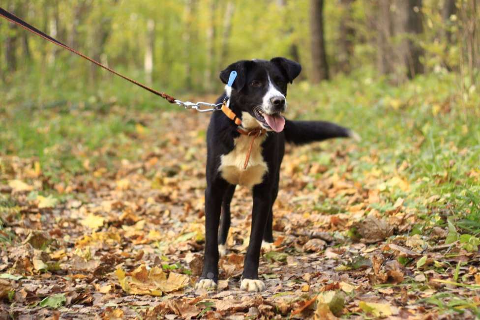Собаки в Москве: Молодой и нежный Лука ждет семью Мальчик, Бесплатно - фото 5