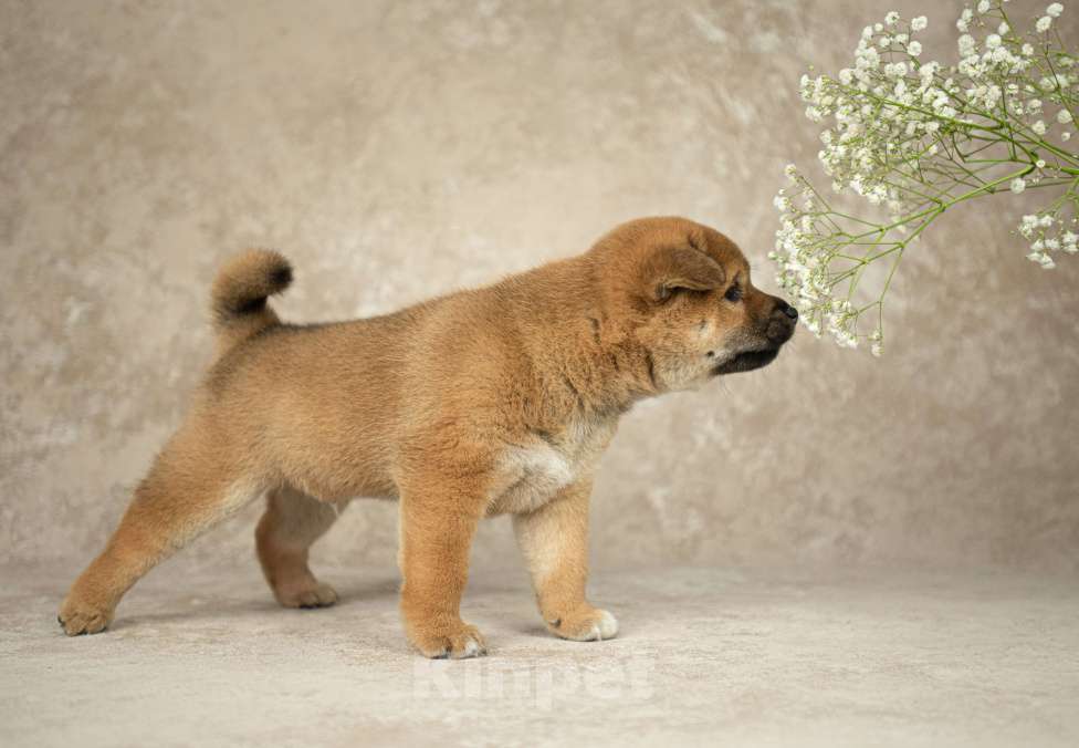 Собаки в Казани: щенки сиба-ину Мальчик, 60 000 руб. - фото 7