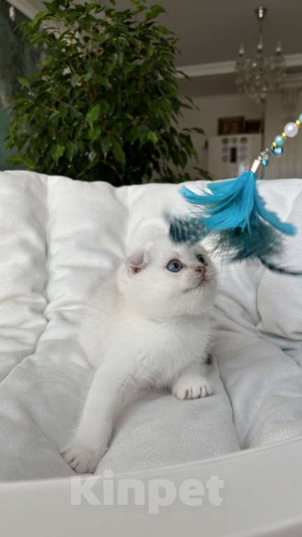 Кошки в Нижнем Новгороде: Скоттиш фолд, мальчик!  Мальчик, 30 000 руб. - фото 2