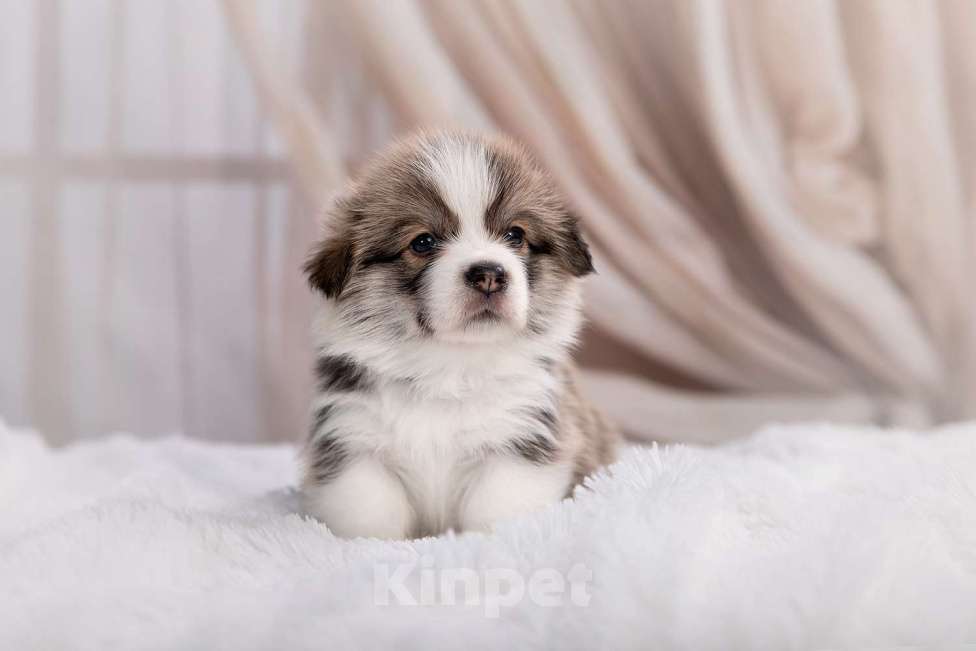 Собаки в Кирове: Вельш корги пемброк  Мальчик, 90 000 руб. - фото 2