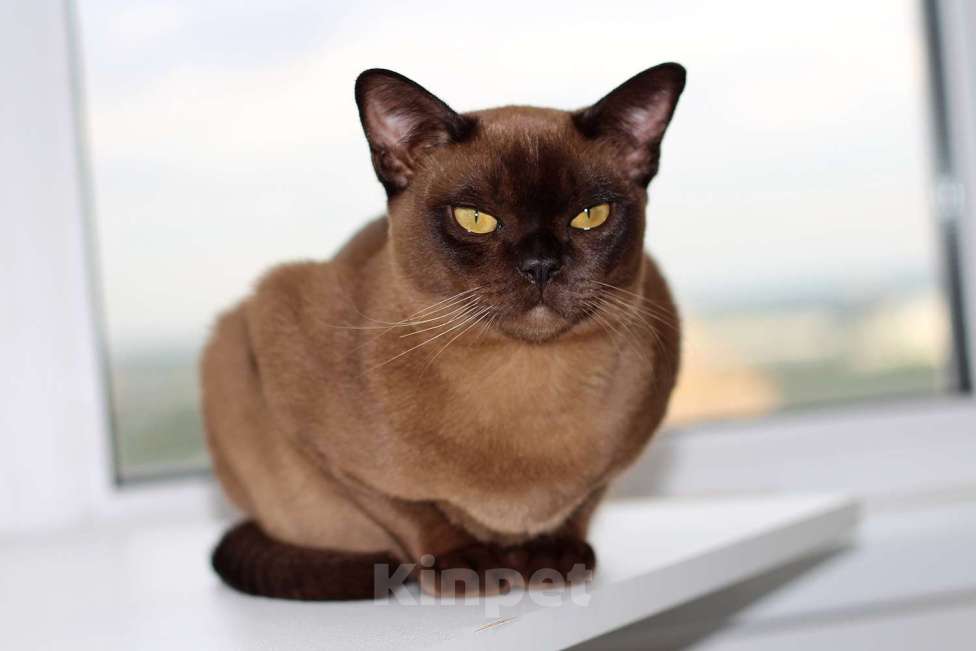 Кошки в Москве: Бурма - котята из питомника Мальчик, 90 000 руб. - фото 8