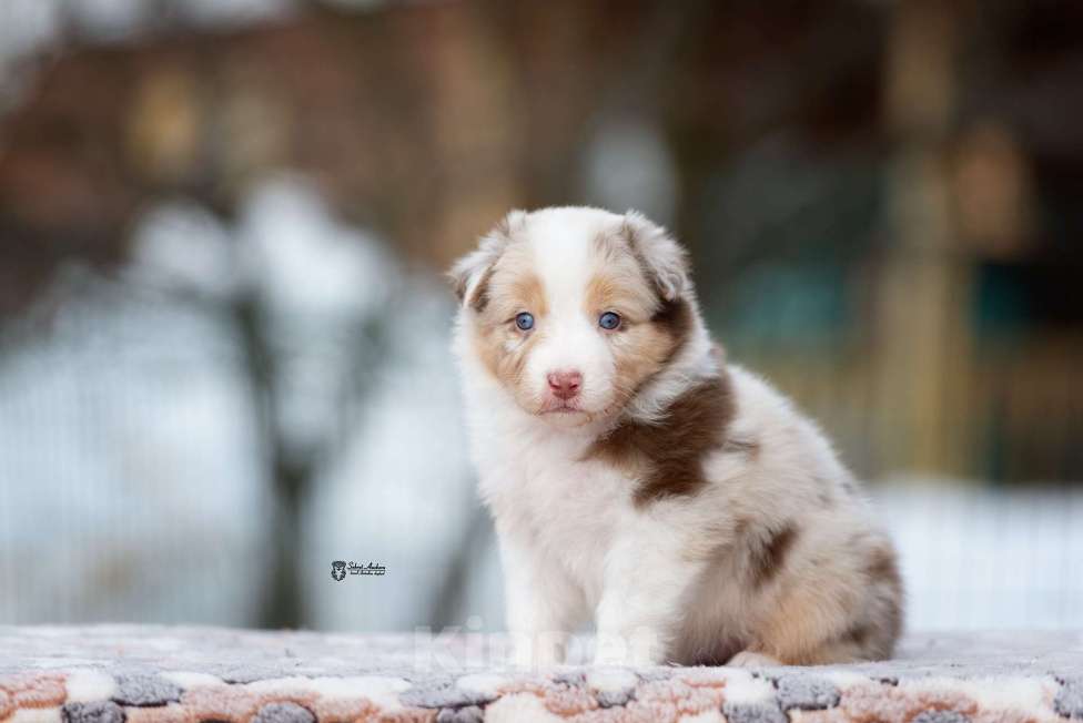 Собаки в Москве: Австралийская овчарка, аусси Девочка, 150 000 руб. - фото 7