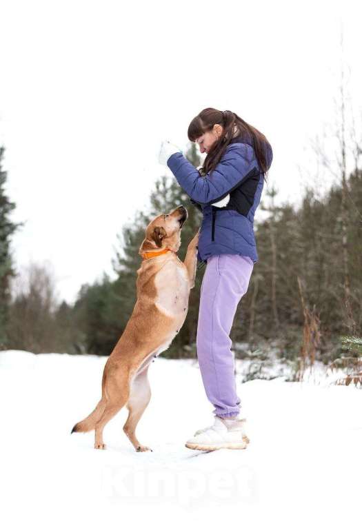 Собаки в Москве: Тома. Сильная девочка палевого окраса Девочка, Бесплатно - фото 5