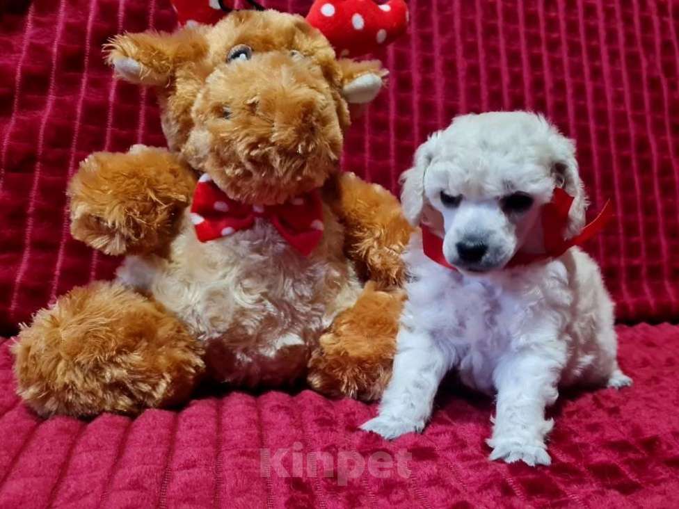 Собаки в Москве: Пудель той девочка белая Девочка, 100 000 руб. - фото 3