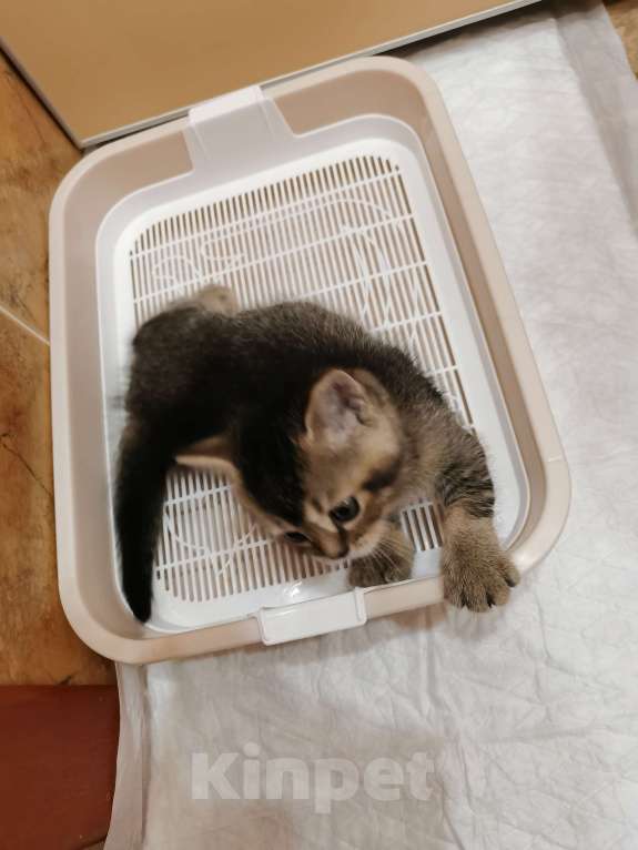 Кошки в Чебоксарах: Малыш игрунька Мальчик, Бесплатно - фото 4