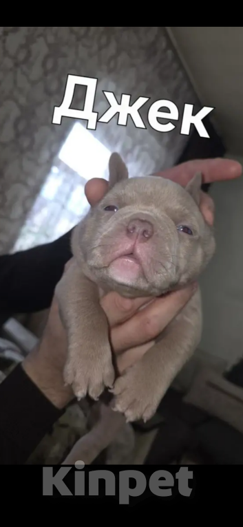 Собаки в Ставрополе: Щенки Американского Булли Мальчик, 80 000 руб. - фото 5