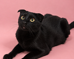 Кошки в Люберцах: Молли — маленькая чёрная мурлыка, которая обожает ручки Девочка, Бесплатно - фото 4