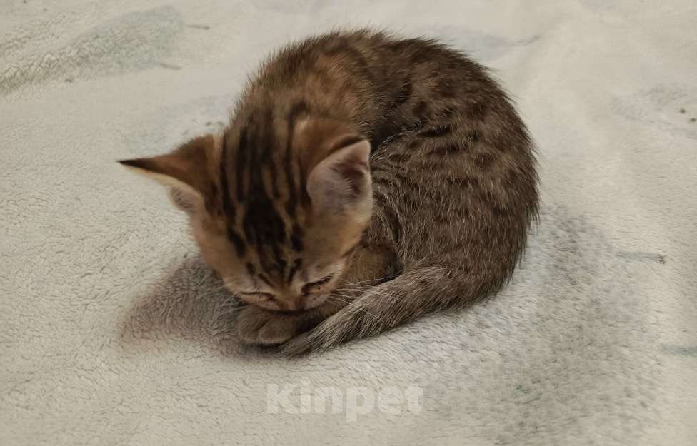 Кошки в Новосибирске: Мраморные котията  Мальчик, 7 000 руб. - фото 10