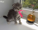 Кошки в Москве: Шотландский вислоухий короткошёрстный котёнок Девочка, 15 000 руб. - фото 3