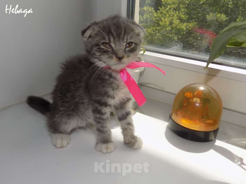 Кошки в Москве: Шотландский вислоухий короткошёрстный котёнок Девочка, 15 000 руб. - фото 3