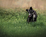 Собаки в Москве: Бордер-колли Джек в дар Мальчик, Бесплатно - фото 3