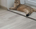 Кошки в Чебоксарах: Британский кот на вязку, 1 руб. - фото 2