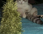 Кошки в Тюмени: Кот для вязки, 800 руб. - фото 5