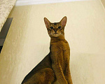 Кошки в Теберде: Вязка, 1 руб. - фото 6