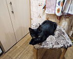 Кошки в Щелково: Отдам котёнка в добрые руки. Чёрный. 4 месяца. Мальчик, 100 руб. - фото 4