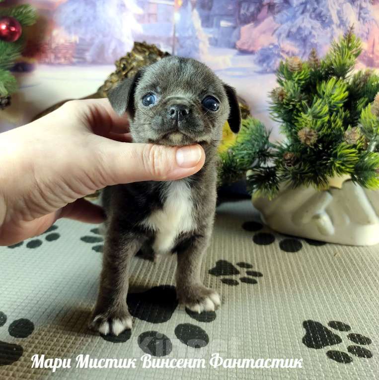 Собаки в Санкт-Петербурге: Голубого окраса щенок чихуахуа Винсент Мальчик, 100 000 руб. - фото 4