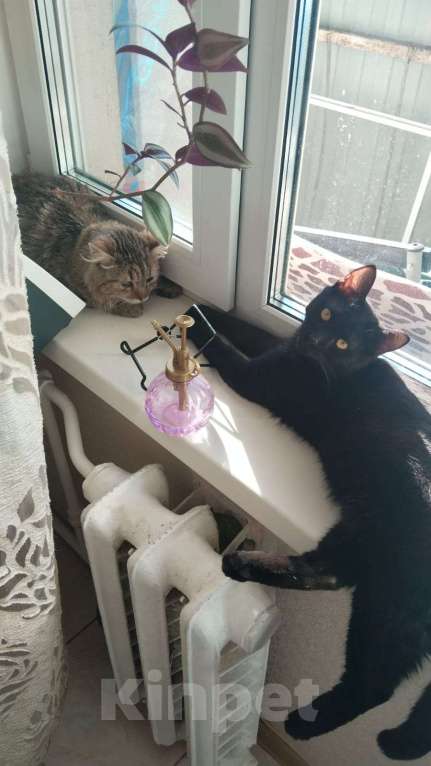 Кошки в Москве: Черный молодой особенный котик Мальчик, Бесплатно - фото 6