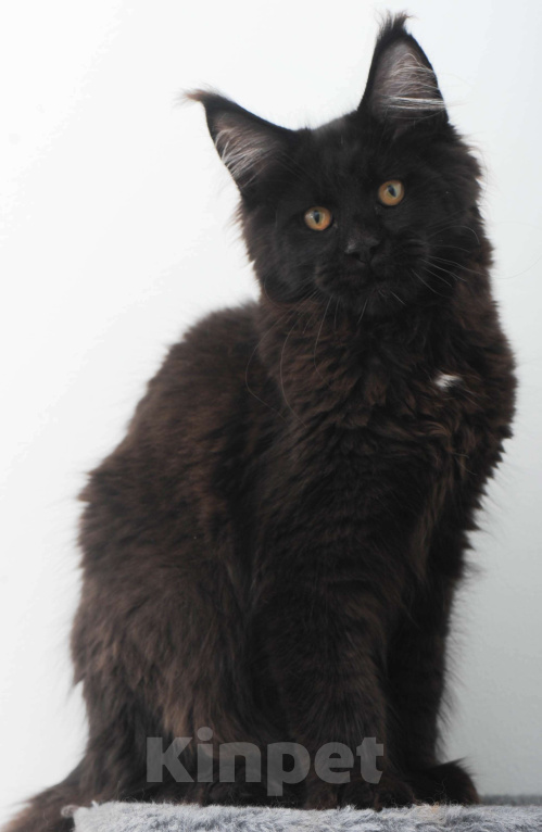 Кошки в Москве: Мейн-кун котенок Мальчик, 70 000 руб. - фото 6