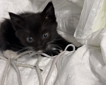 Кошки в Курске: Котёнок в добрые руки Девочка, Бесплатно - фото 2