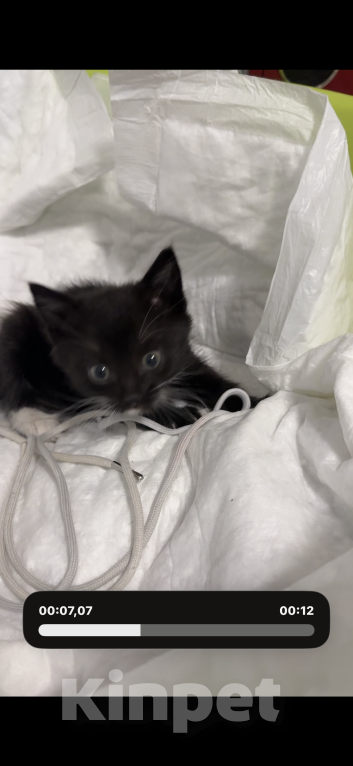 Кошки в Курске: Котёнок в добрые руки Девочка, Бесплатно - фото 2