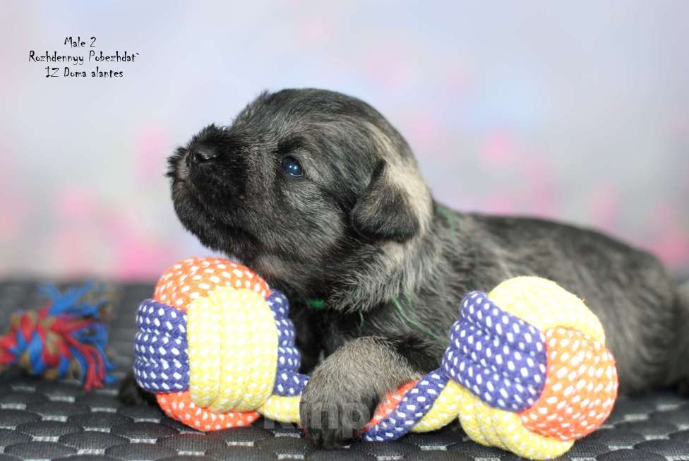 Собаки в Москве: Цвергшнауцер перец с солью Мальчик, Бесплатно - фото 1