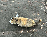 Кошки в Коломне: НАШЛИ КОШКУ ТРЕХЦВЕТНУЮ Девочка, Бесплатно - фото 5