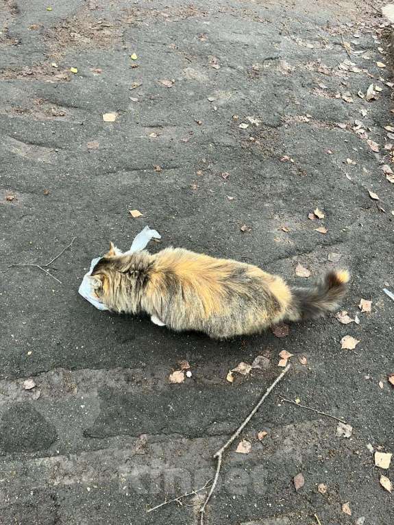 Кошки в Коломне: НАШЛИ КОШКУ ТРЕХЦВЕТНУЮ Девочка, Бесплатно - фото 5