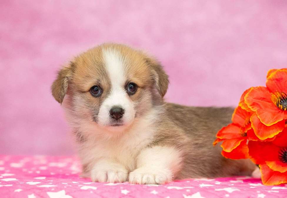 Собаки в Москве: Вельш корги пемброк Девочка, 70 000 руб. - фото 5