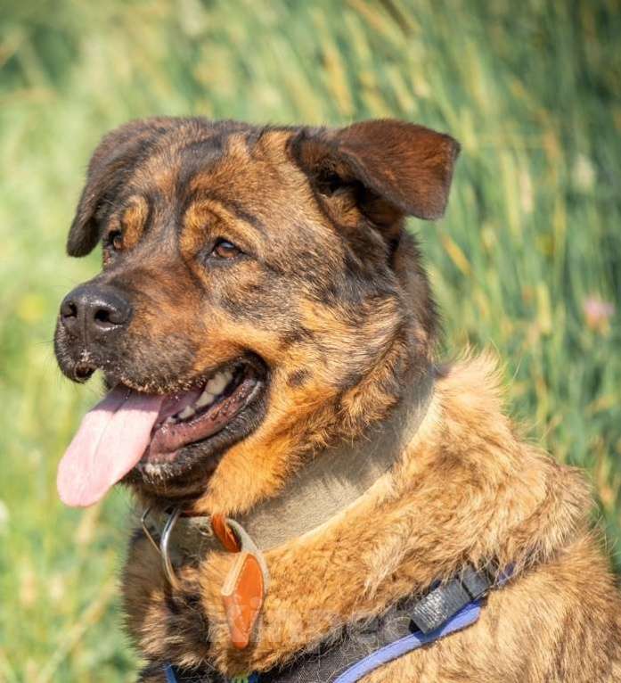 Собаки в Москве: Прекрасная собака на охрану Альфа в дар Девочка, 1 руб. - фото 2