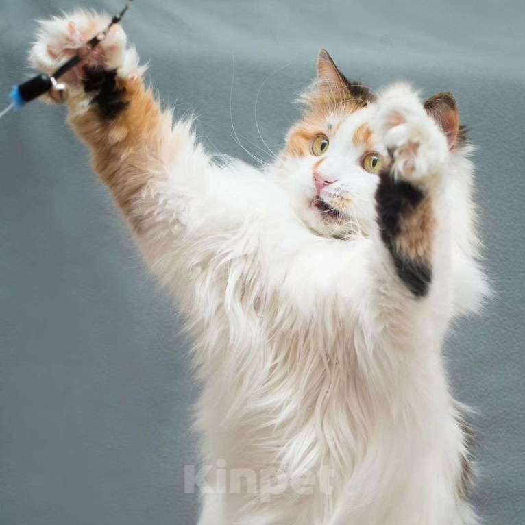 Кошки в Москве: Кошечку Мусю не замечают Девочка, Бесплатно - фото 2