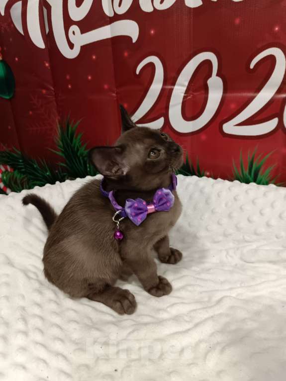 Кошки в Лыткарино: Котята бурма европейская мальчики и девочки Девочка, 40 000 руб. - фото 3